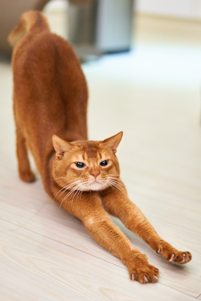 orange Katze